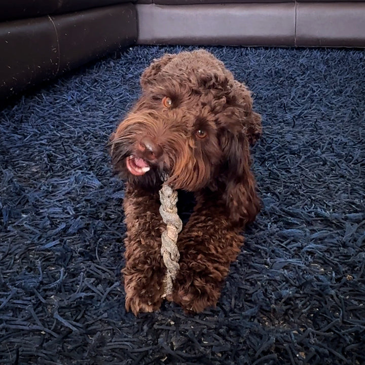 100% Natural Ostrich Skin Braids for Dogs – Long-Lasting Rawhide-Free Single-Ingredient Chew