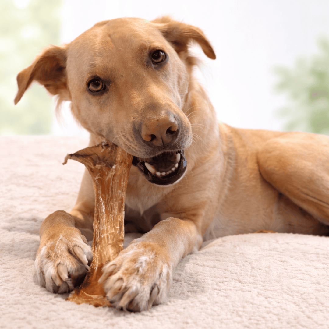 Ostrich Spoon Long Tendon Dog Chew – 100% tendon, single-ingredient, all natural. Long-lasting chew with no fillers, just pure tendon dogs crave.