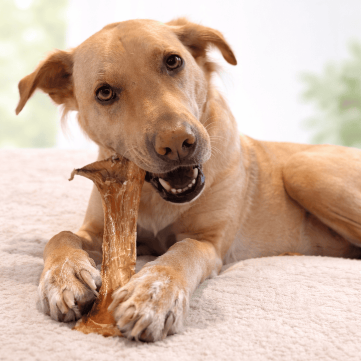 Ostrich Spoon Long Tendon Dog Chew – 100% tendon, single-ingredient, all natural. Long-lasting chew with no fillers, just pure tendon dogs crave.