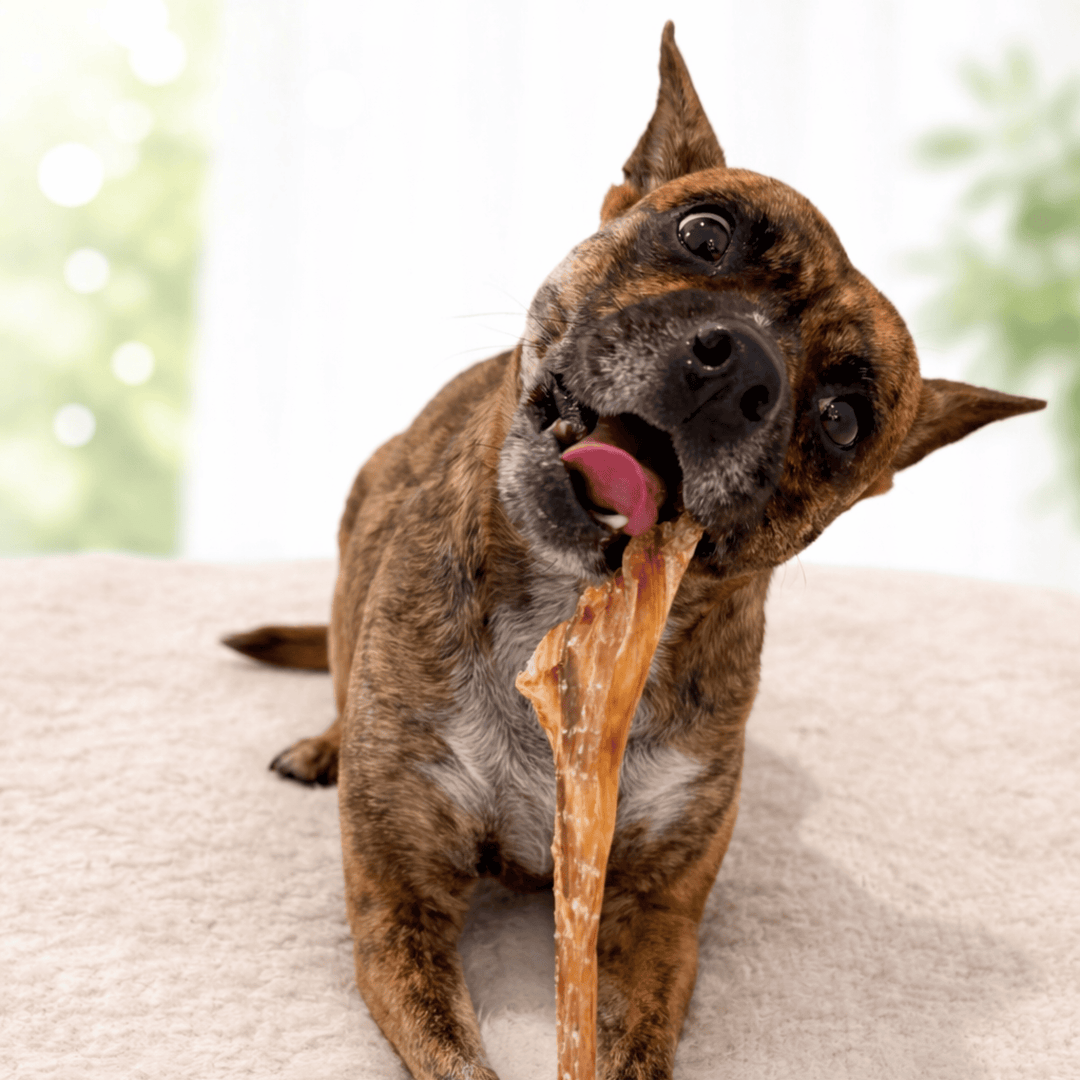 Ostrich Spoon Long Tendon Dog Chew – 100% tendon, single-ingredient, all natural. Long-lasting chew with no fillers, just pure tendon dogs crave.