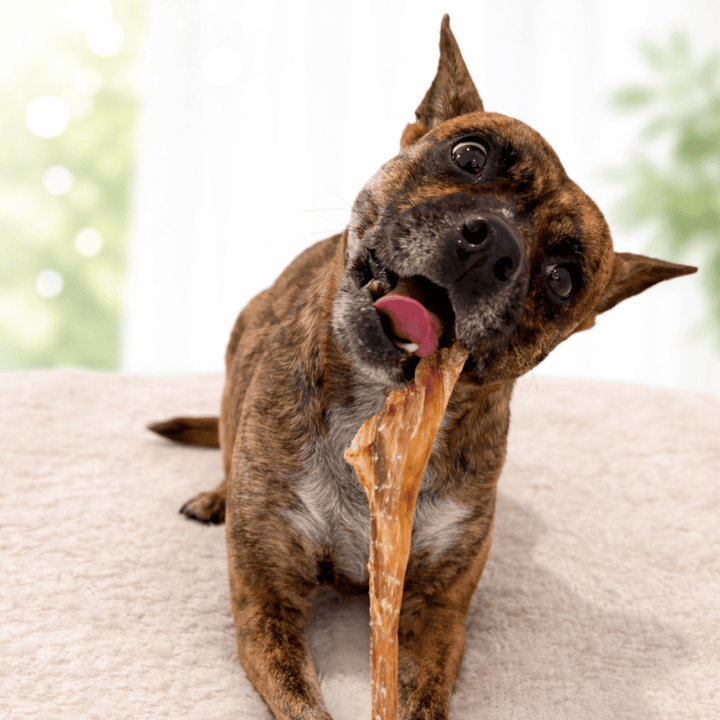 Ostrich Spoon Long Tendon Dog Chew – 100% tendon, single-ingredient, all natural. Long-lasting chew with no fillers, just pure tendon dogs crave.