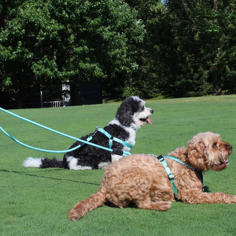 Reflective Rope Leash for 2 Dogs