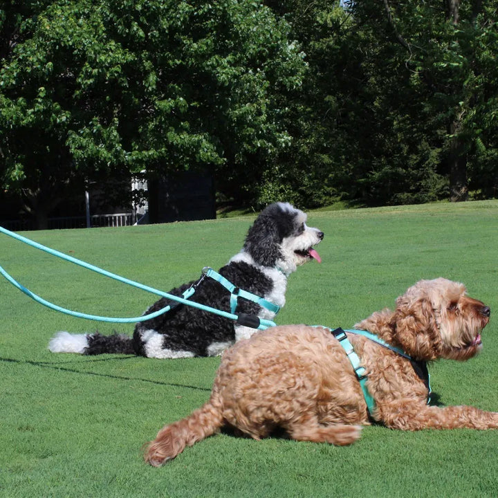 Reflective Rope Leash for 2 Dogs