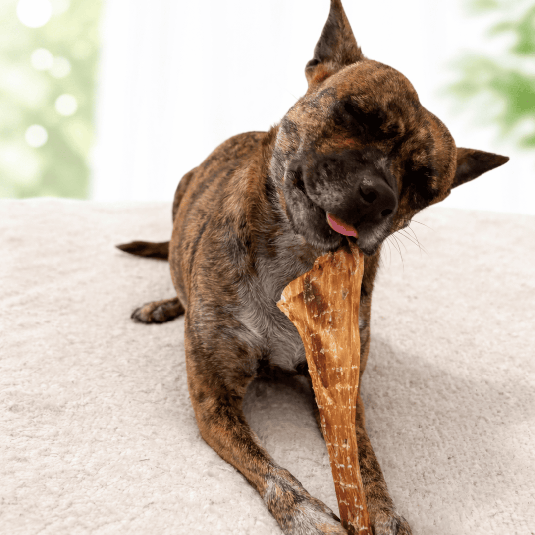 Ostrich Spoon Long Tendon Dog Chew – 100% tendon, single-ingredient, all natural. Long-lasting chew with no fillers, just pure tendon dogs crave.