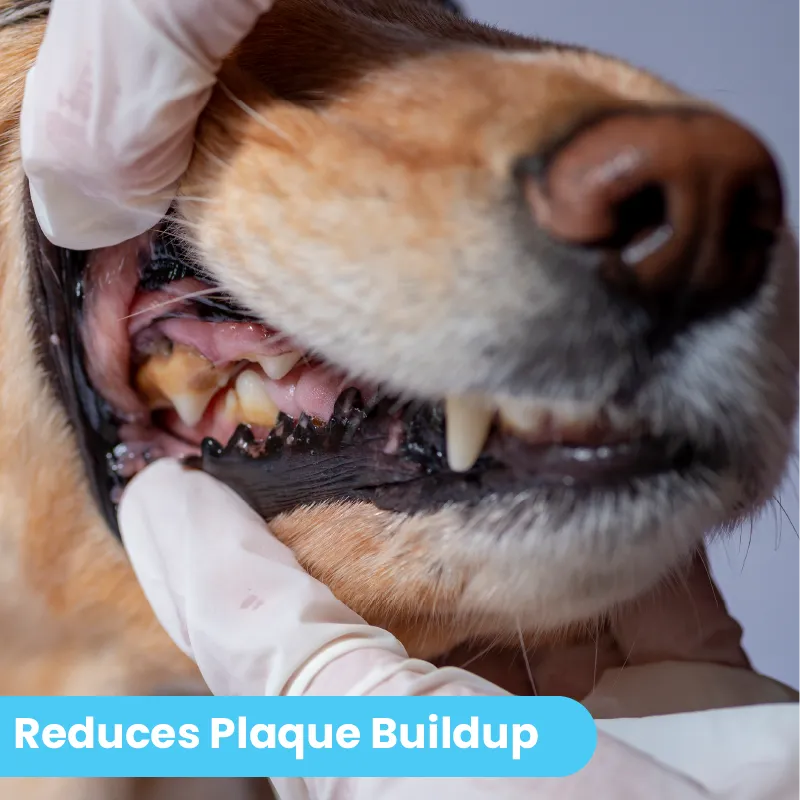 Dog Dental Powder – Ready to Mix with Water 4oz – Pawtitas Store