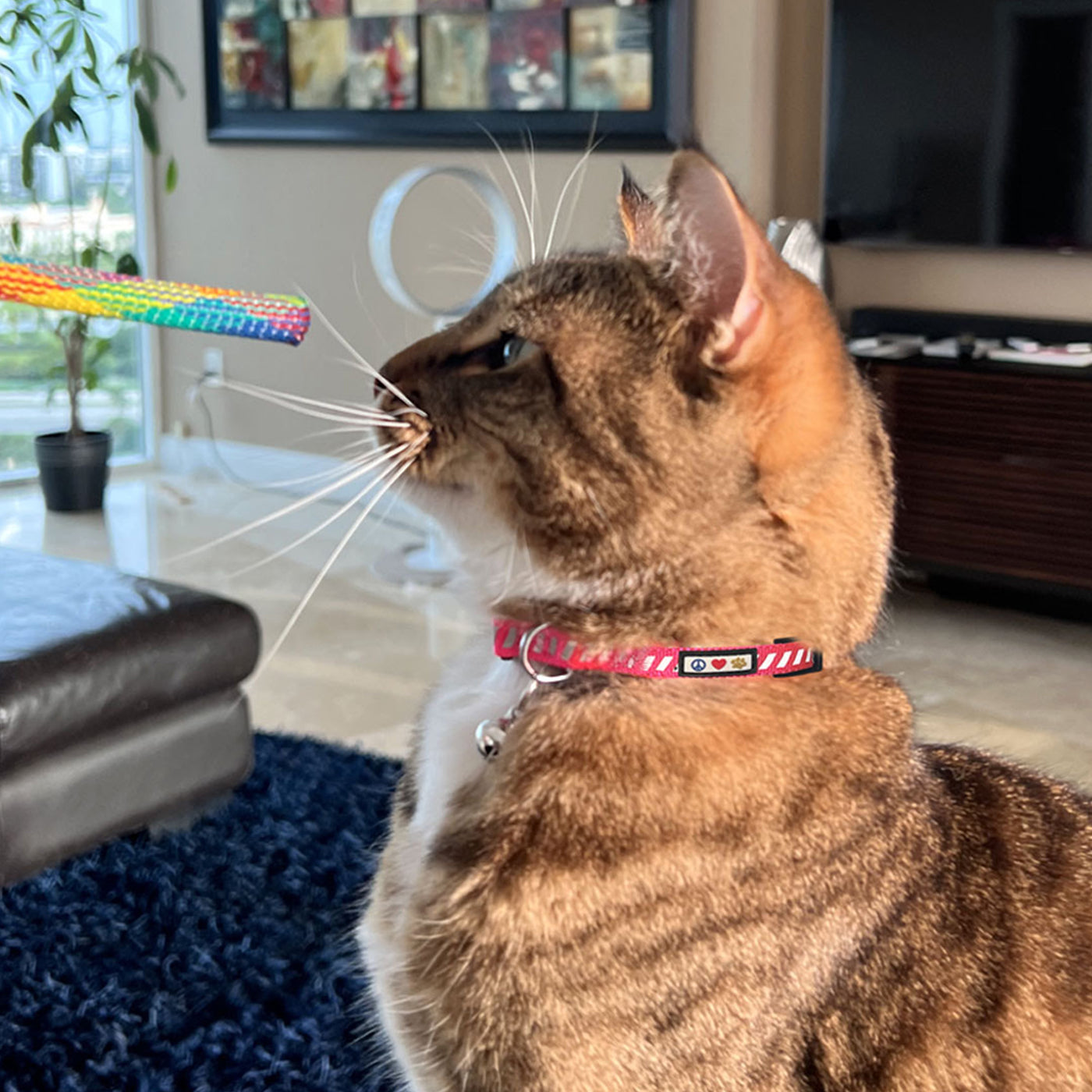 Traffic Reflective Cat Collar