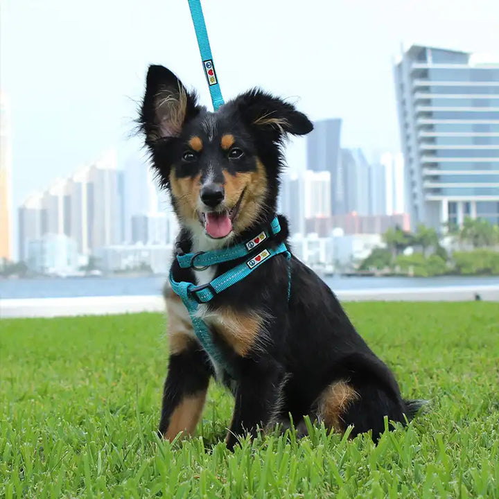 Personalized Custom Recycled Reflective Eco-Friendly Standard Dog Leash 6 Ft