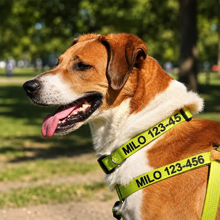 Personalized Custom Basic Dog Harness