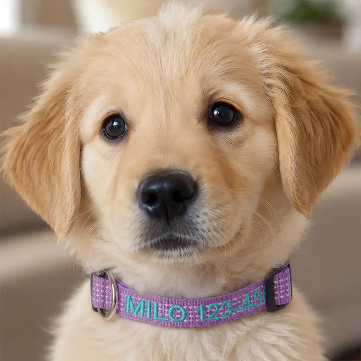 Personalized Custom Reflective Adjustable Dog Collar