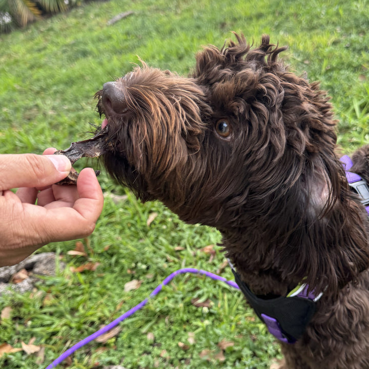 Ostrich Heart Jerky Dog Chew – made from 100% ostrich heart. A natural, single-ingredient chew dogs love. Pure, simple, and protein-rich.