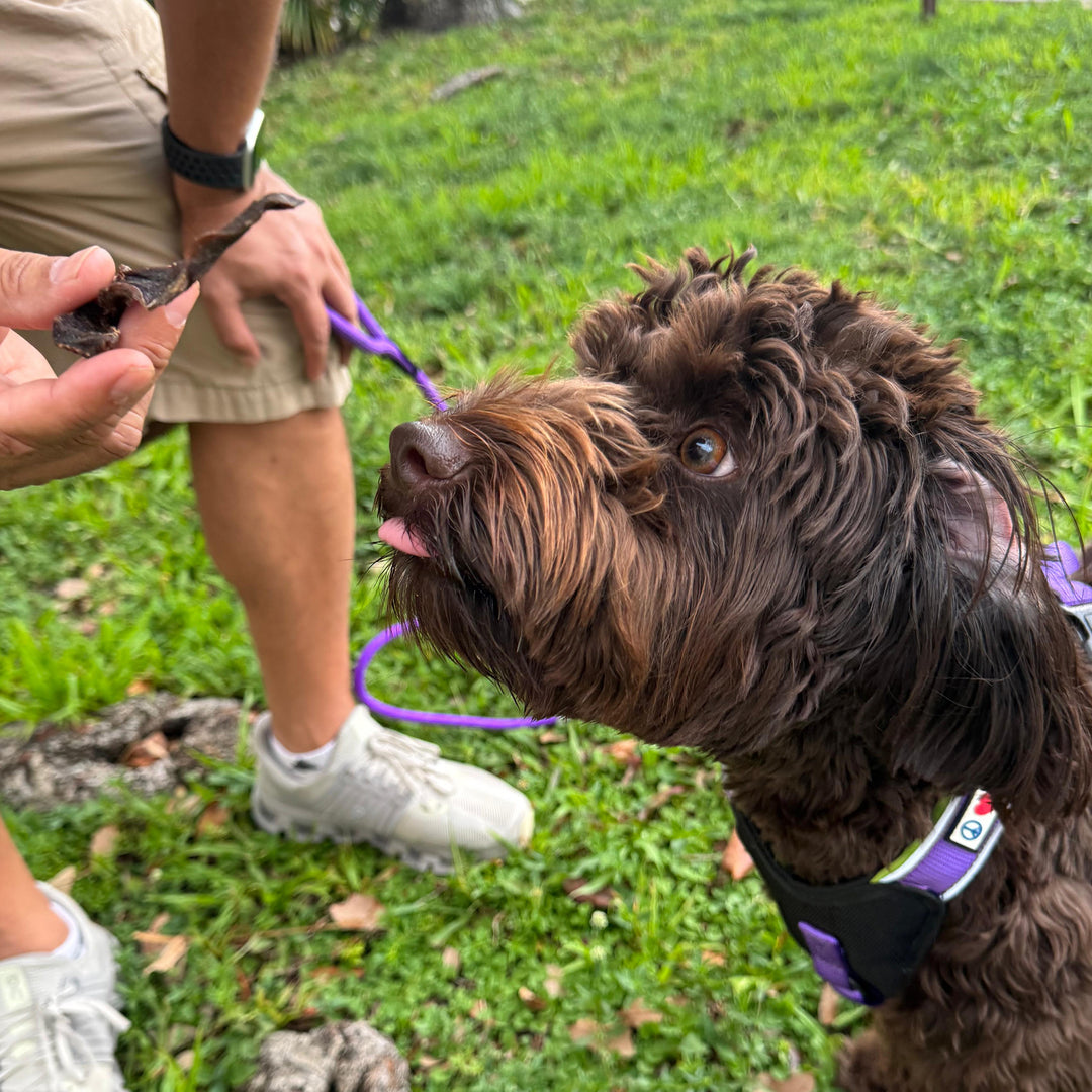 Ostrich Heart Jerky Dog Chew – made from 100% ostrich heart. A natural, single-ingredient chew dogs love. Pure, simple, and protein-rich.