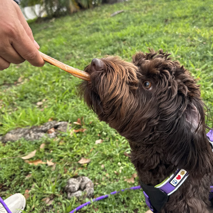 Ostrich Tendon Jerky Dog Chew – 100% tendon, single-ingredient, all natural. Long-lasting chew with no fillers, just pure tendon dogs crave.