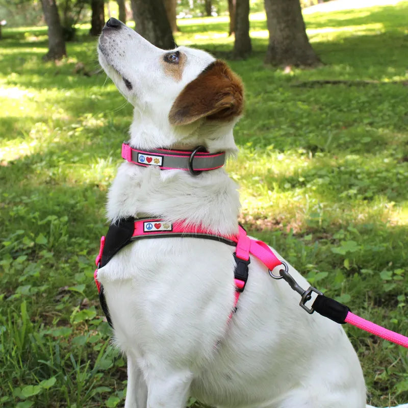 Reflective Martingale Padded Dog Collar
