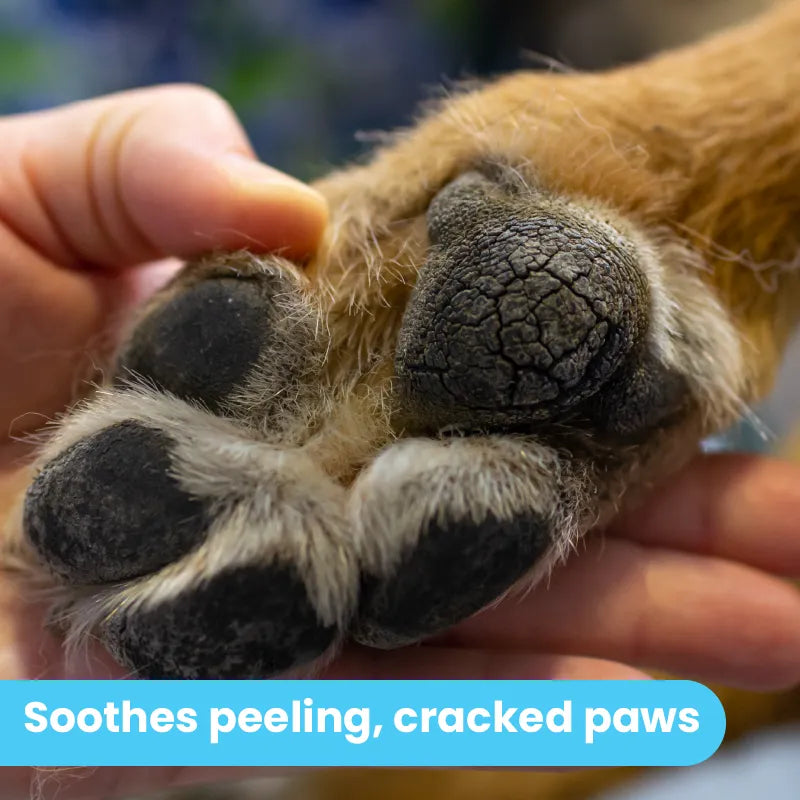 Dog Paw Balm