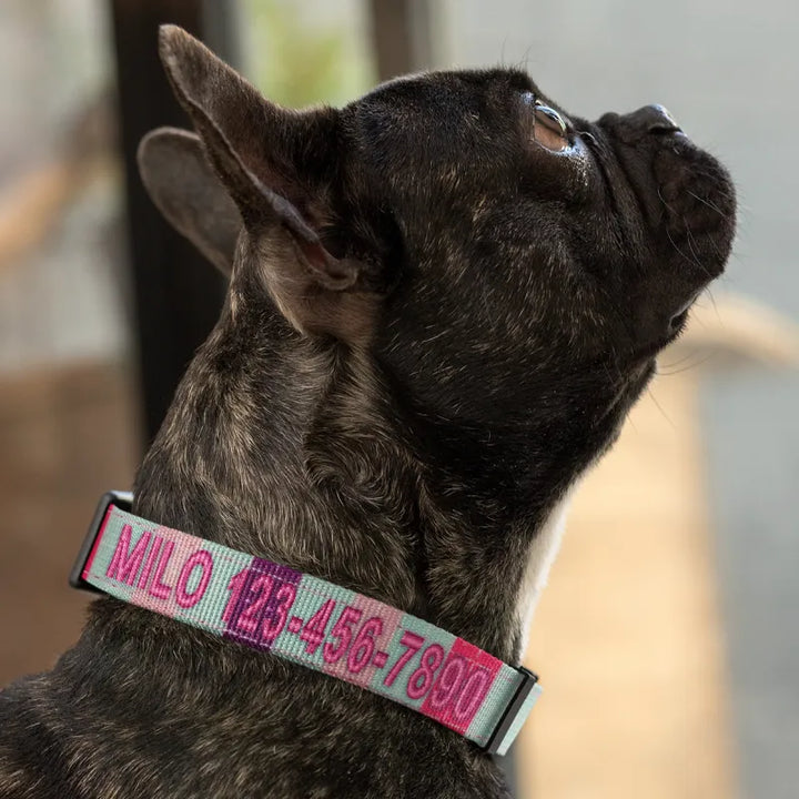 Personalized Multicolor Dog Collar