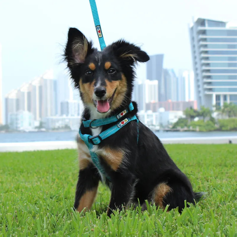 Recycled Reflective Dog Harness