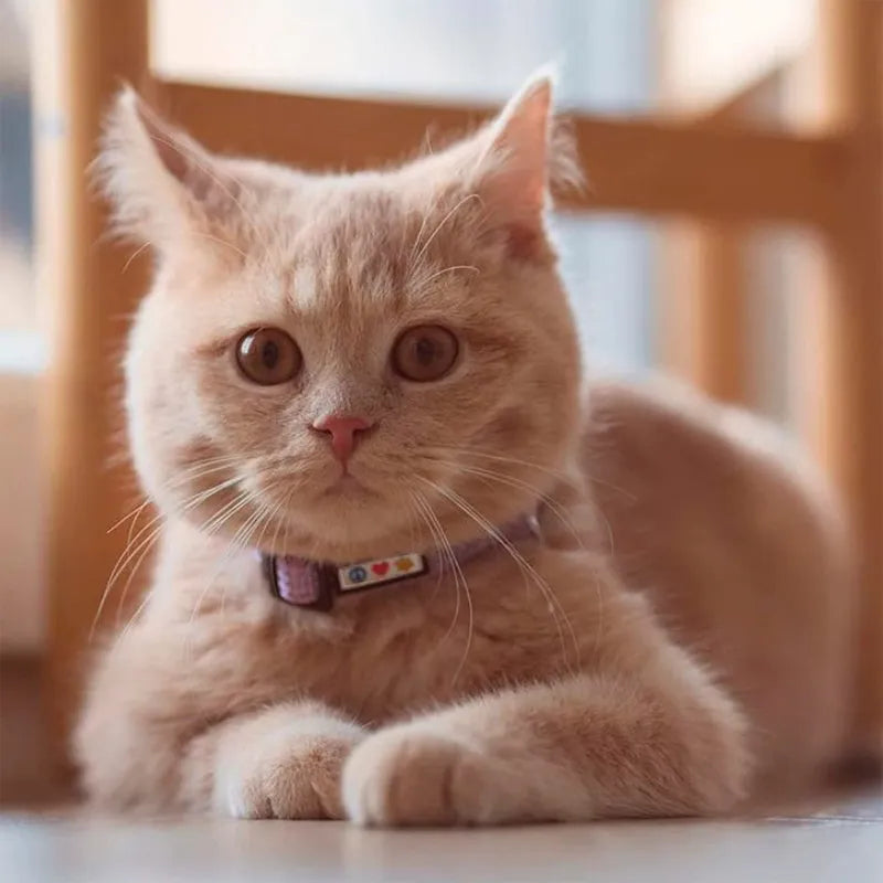 Reflective Cat Collar