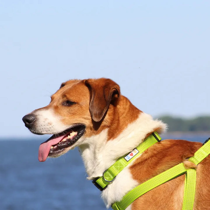 Personalized Custom Reflective Adjustable Dog Collar