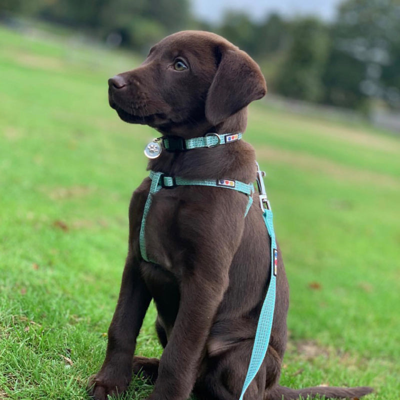 Personalized Custom Basic Dog Harness