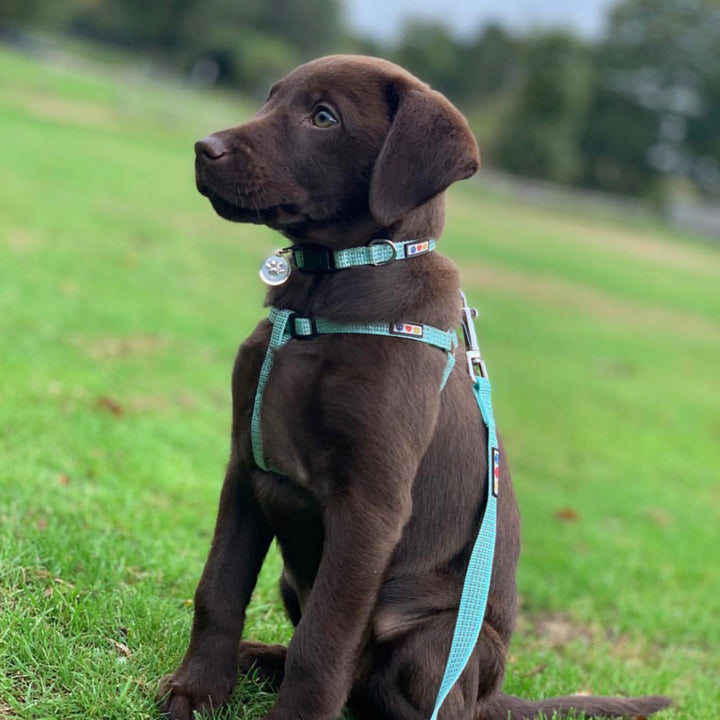 Personalized Custom Basic Dog Harness