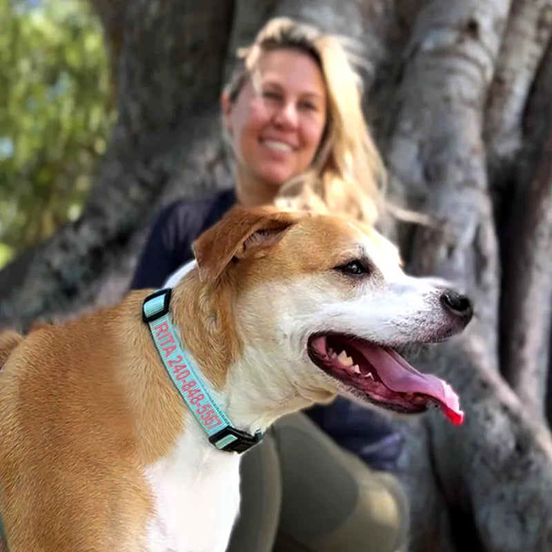 Personalized Solid Color Dog Collar