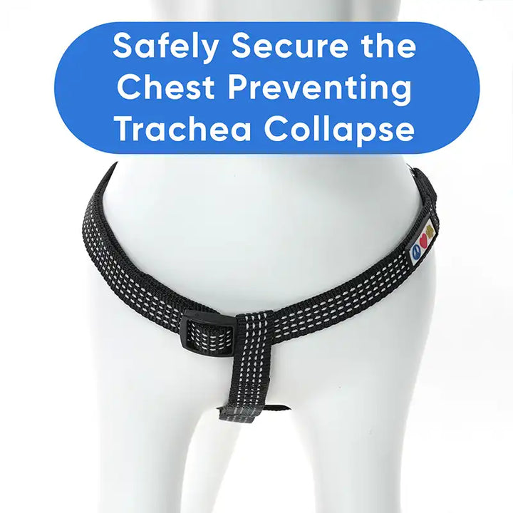 Personalized Custom Basic Dog Harness