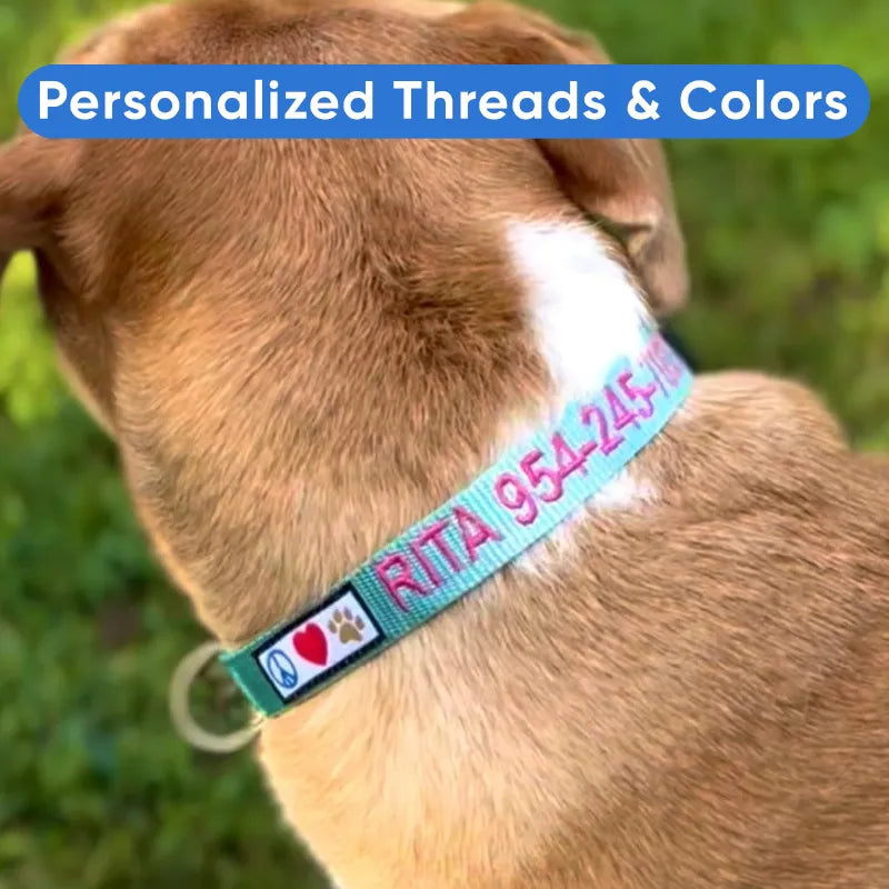 Personalized Solid Color Dog Collar