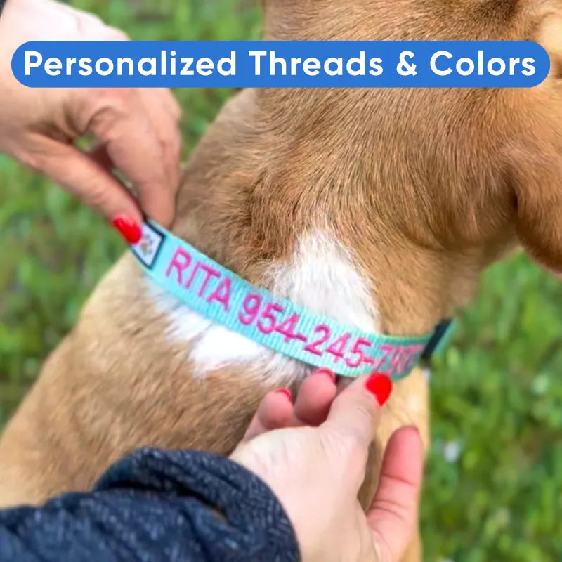 Personalized Solid Color Dog Collar