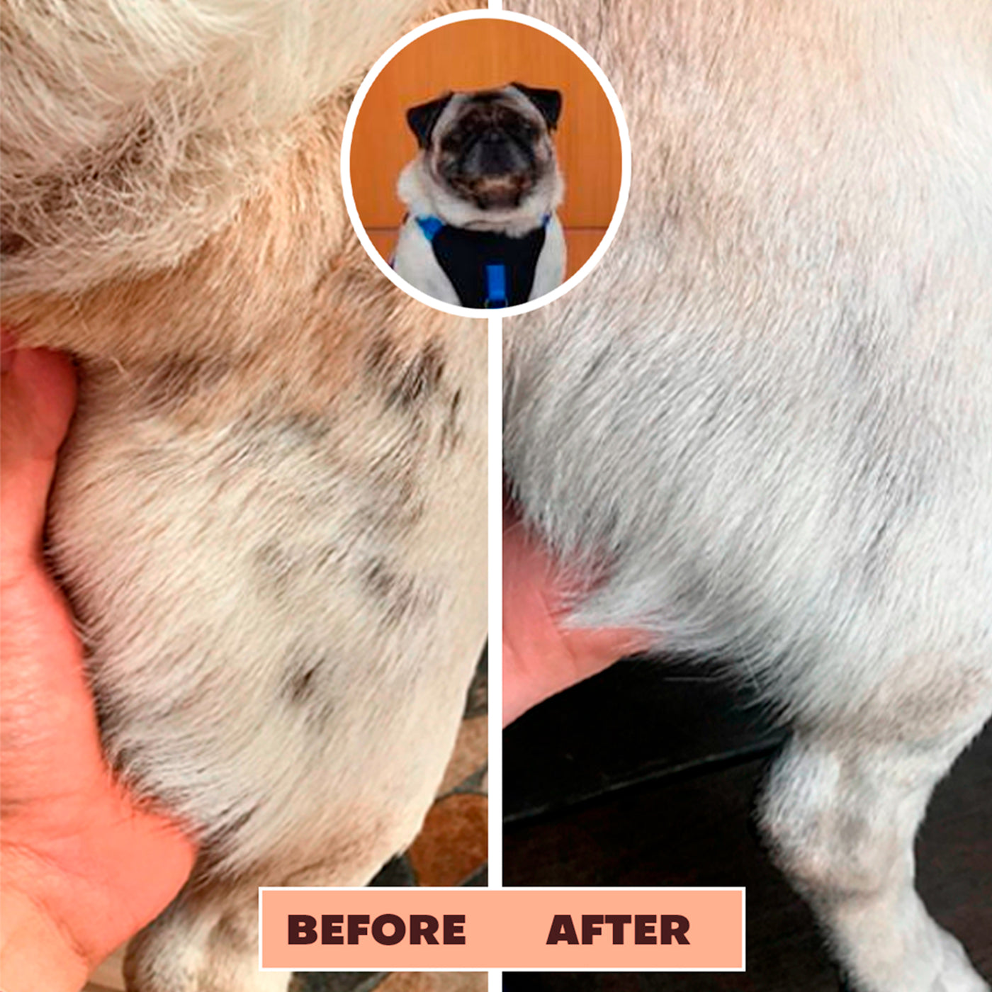 Itch Dog Soother Before and After 1