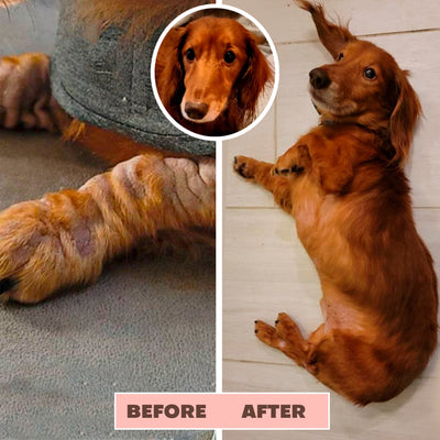 Dog Itch Soother Balm Before and After 3