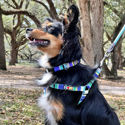 Multicolor Step In Dog Harness