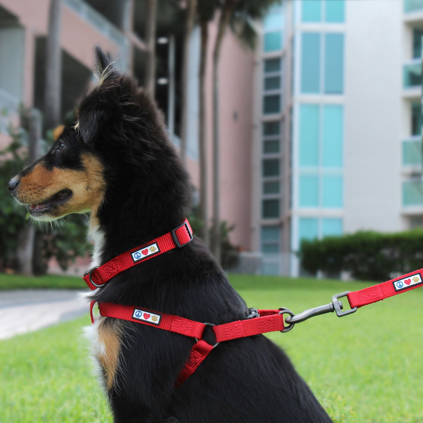 Solid Step-in Dog Harness Dog