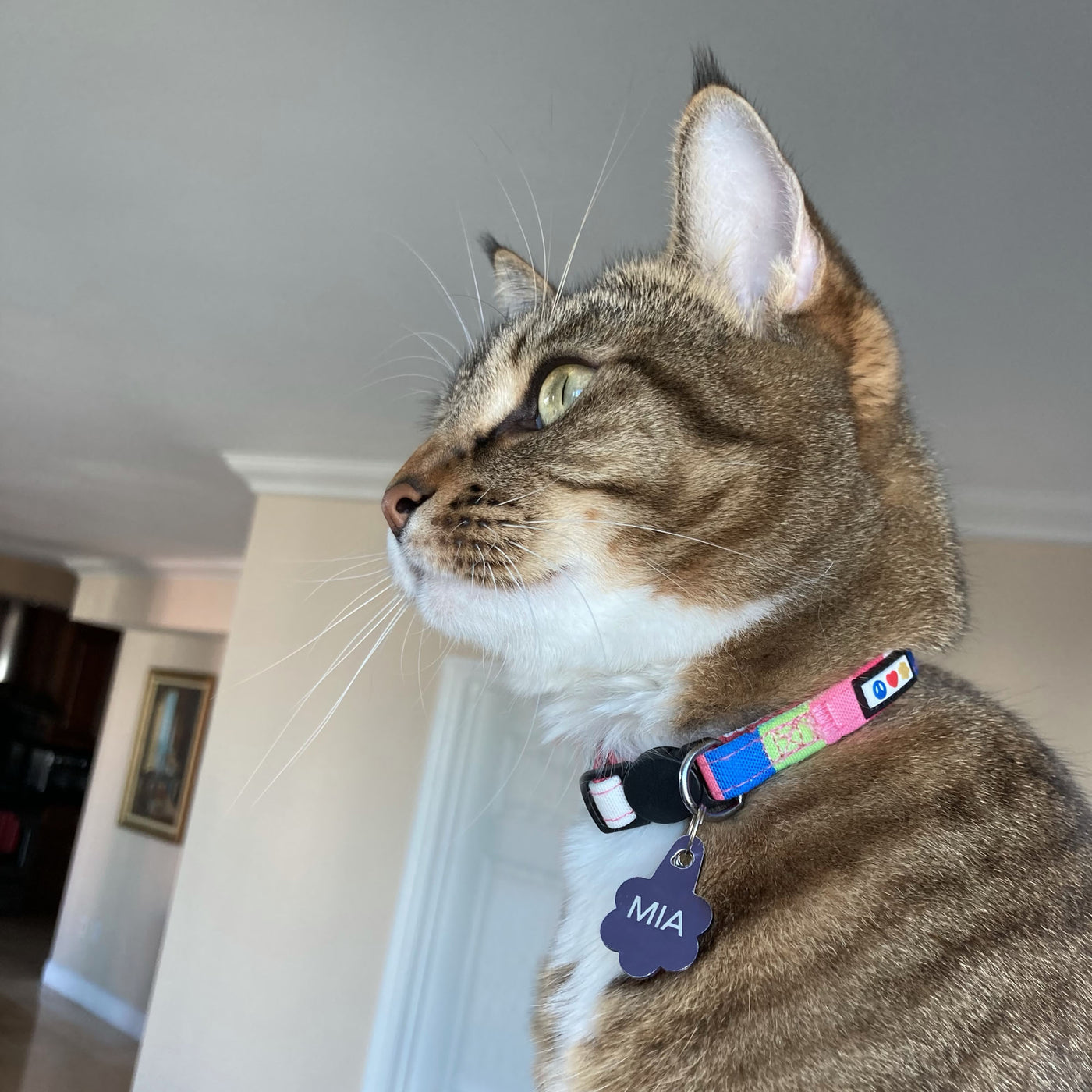 Multicolor Cat Collar lifestyle