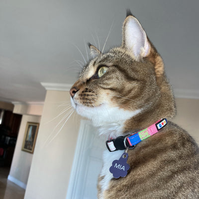 Multicolor Cat Collar lifestyle